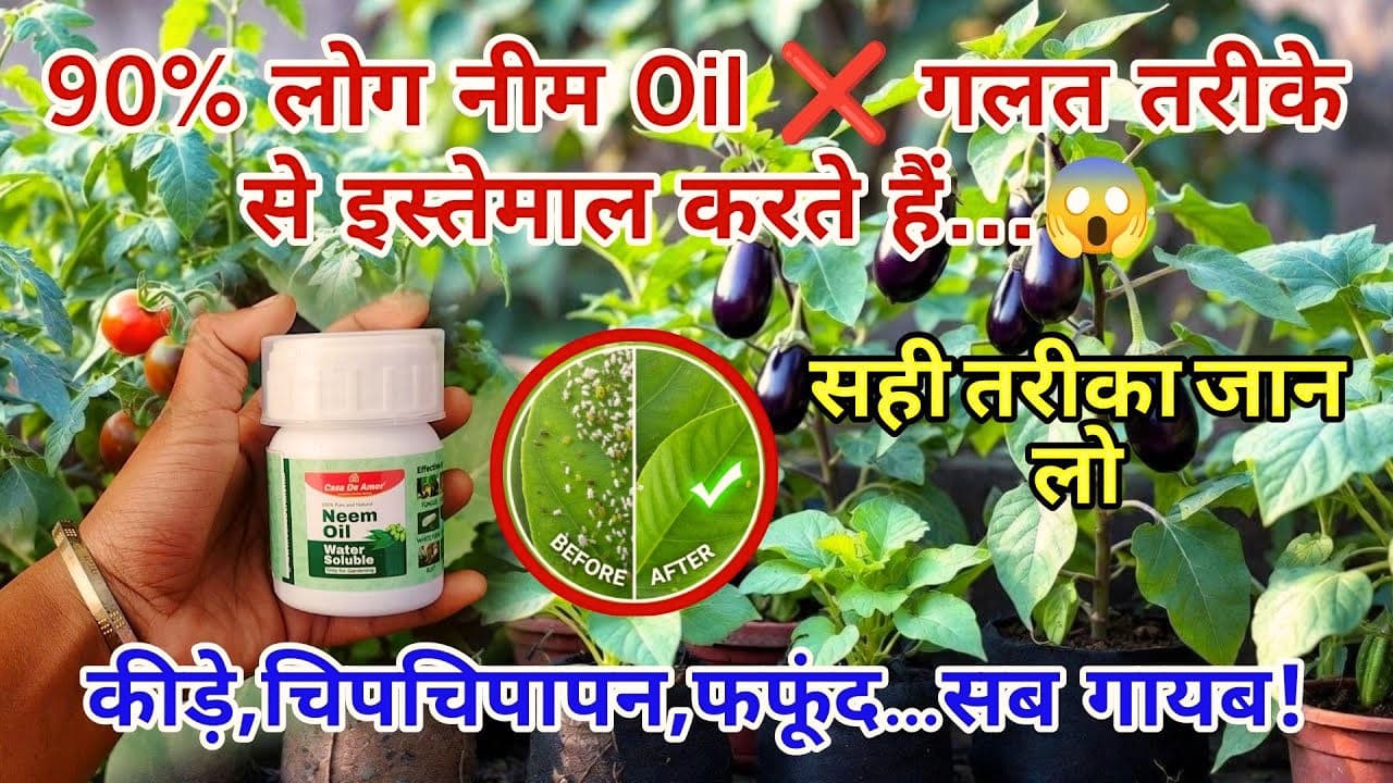 🌿 नीम ऑयल स्प्रे कैसे करें (Neem Oil Spray Kaise Kare)? पूरी जानकारी, सही तरीका, डोज और फायदे