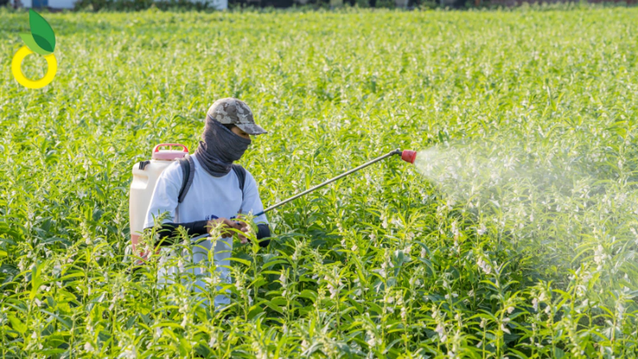 जानें: भारत की प्रमुख फसलों के लिए टॉप 5 फफूंदनाशक