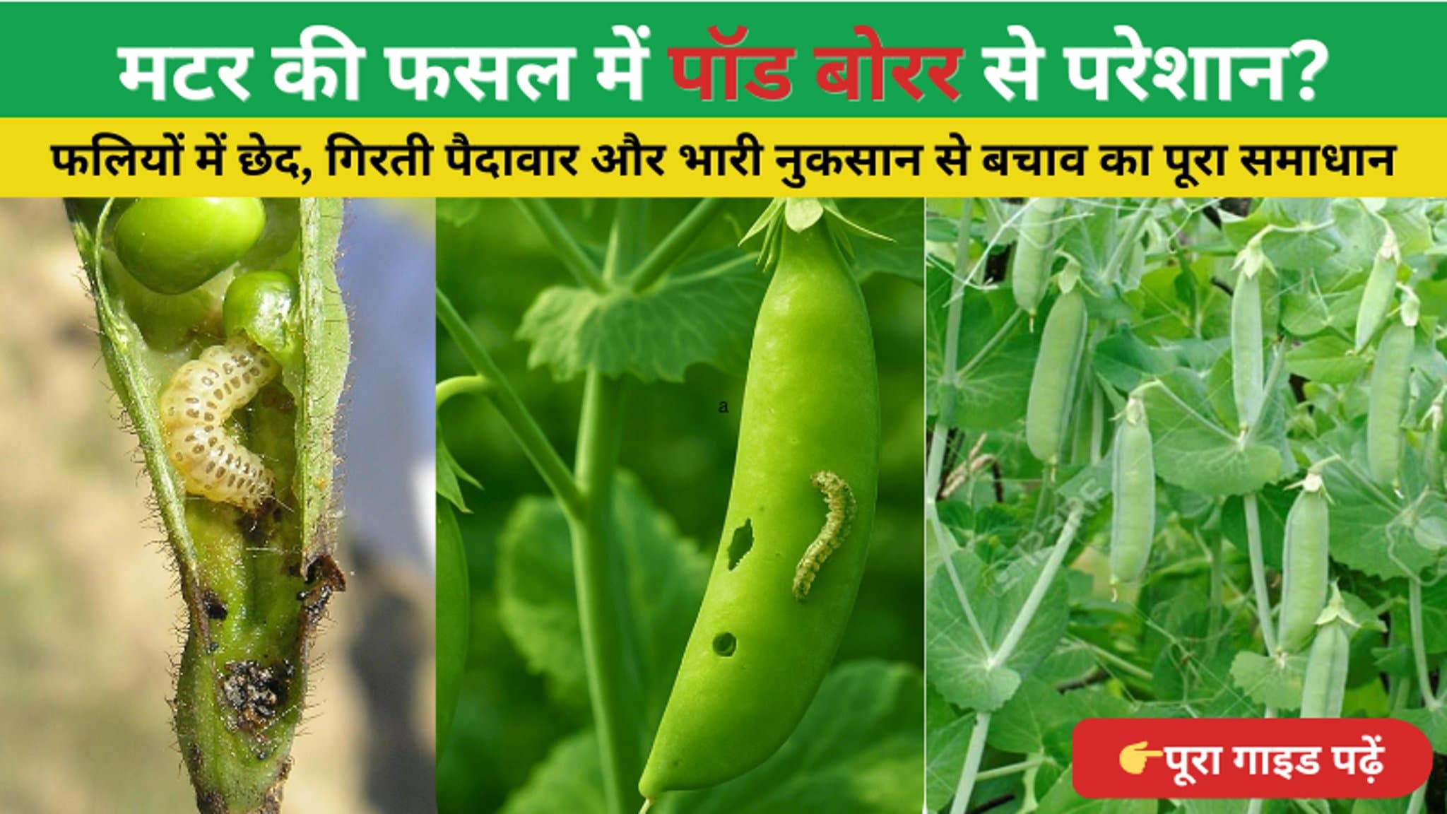 मटर में पॉड बोरर (Pea Pod Borer) कीट: पहचान, नुकसान और नियंत्रण का पूरा गाइड