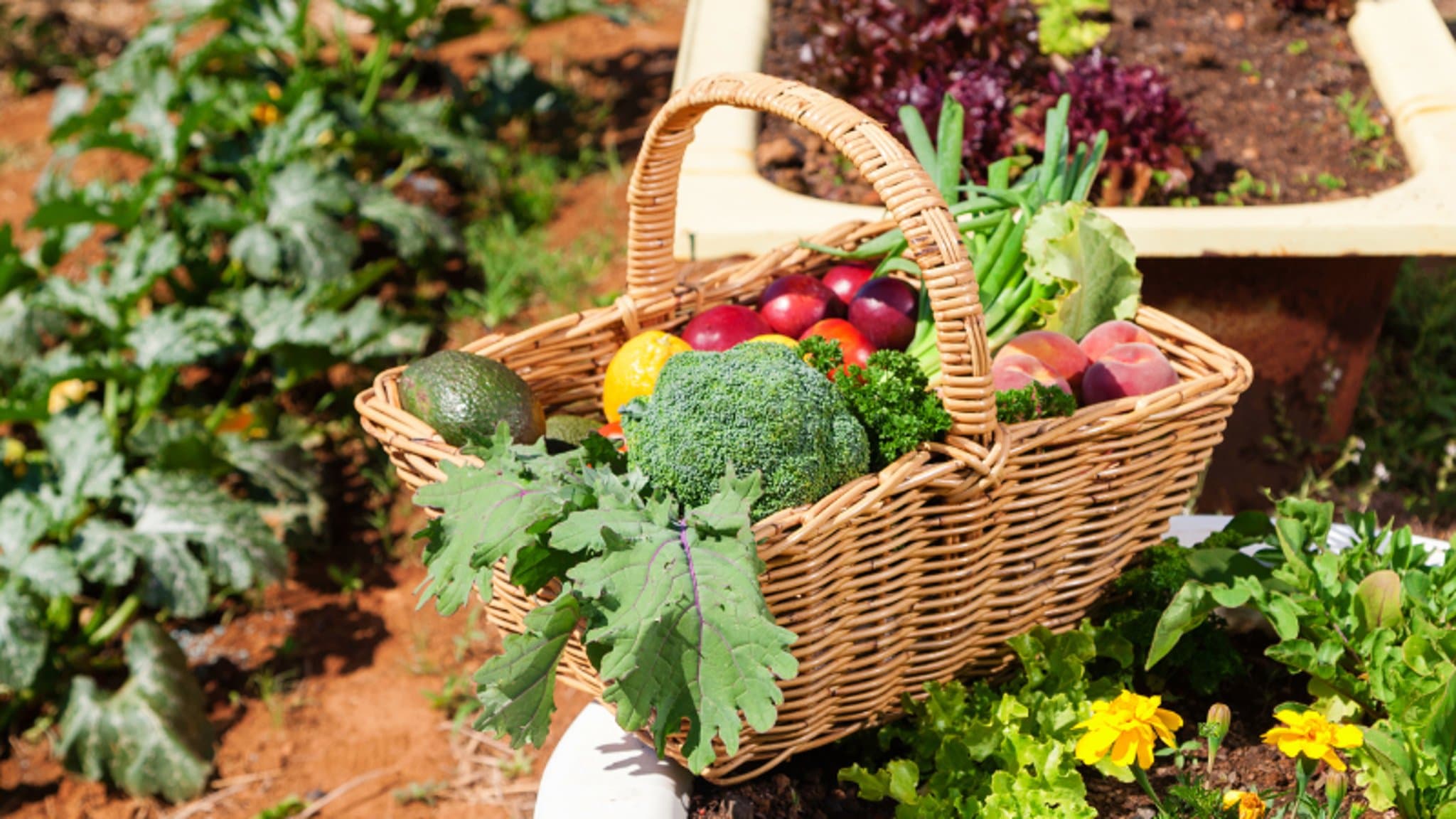 सब्जी खेती (Vegetable Farming) में लागत कम और मुनाफा ज्यादा कैसे?